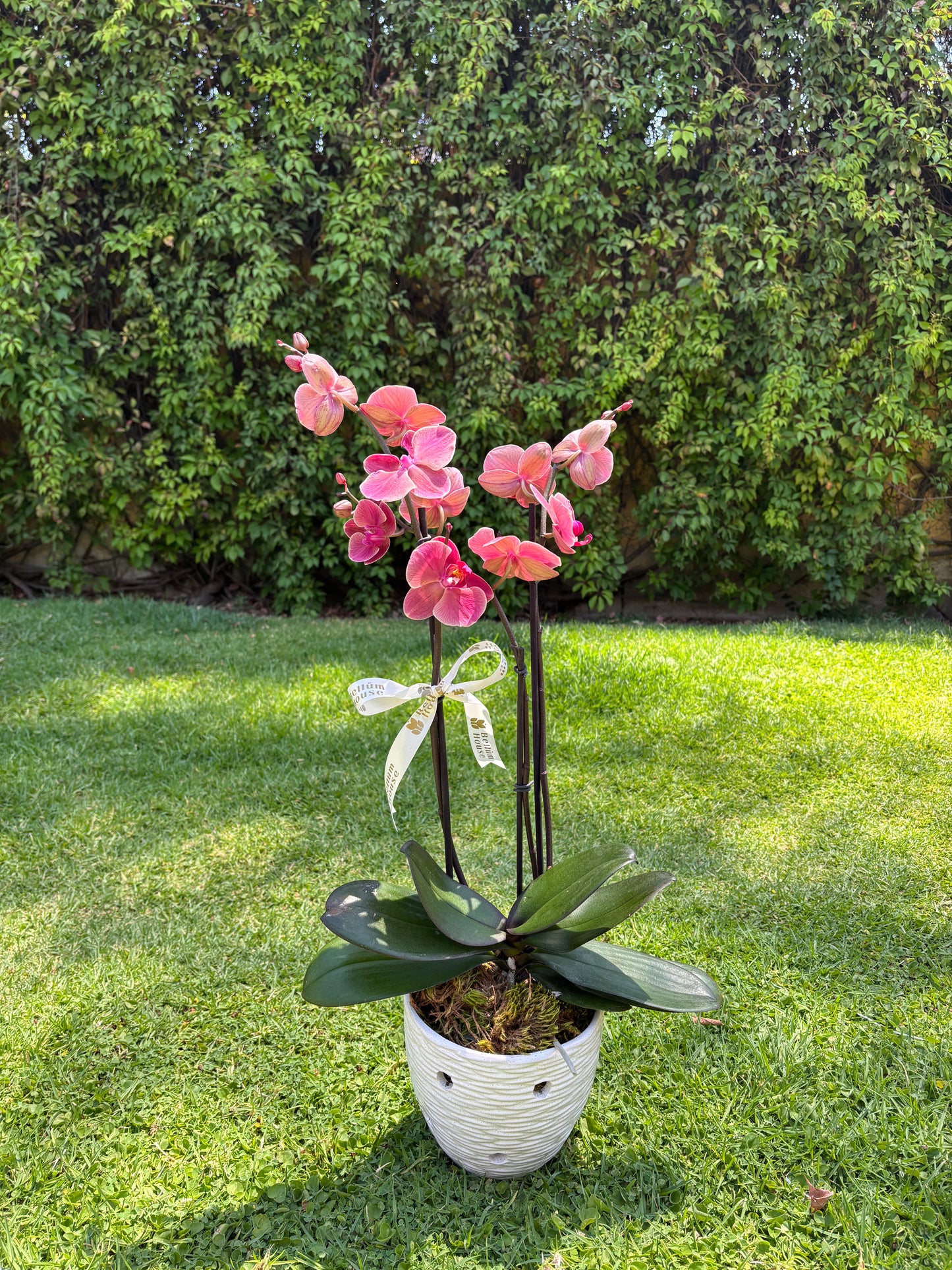 Orquídea sencilla