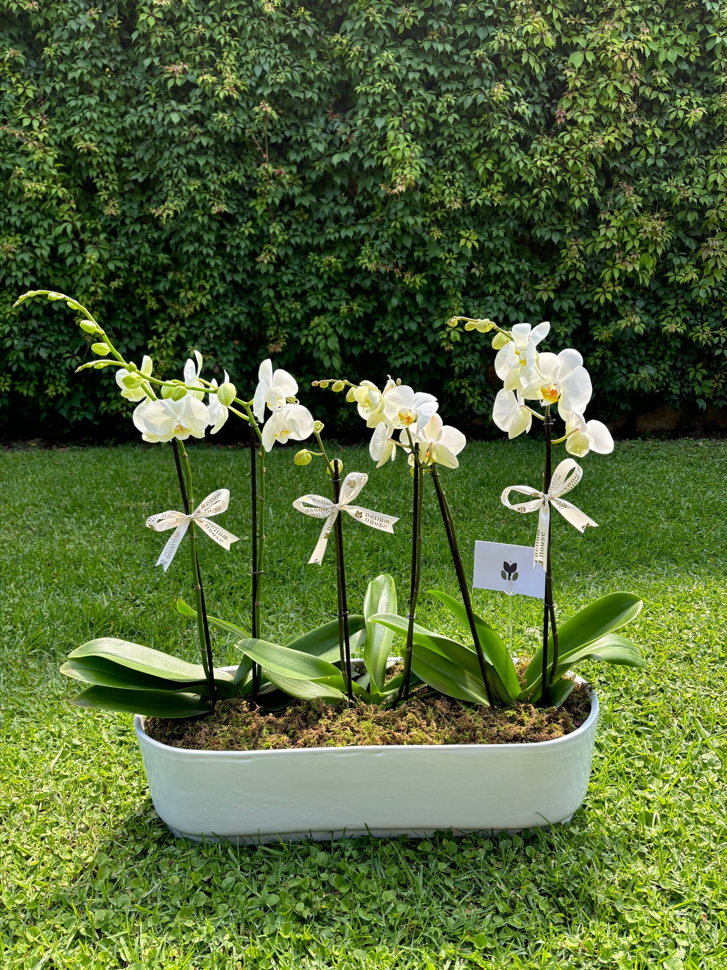 Orquídea sencilla