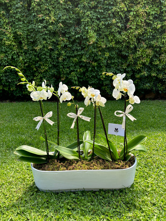 Orquídea sencilla