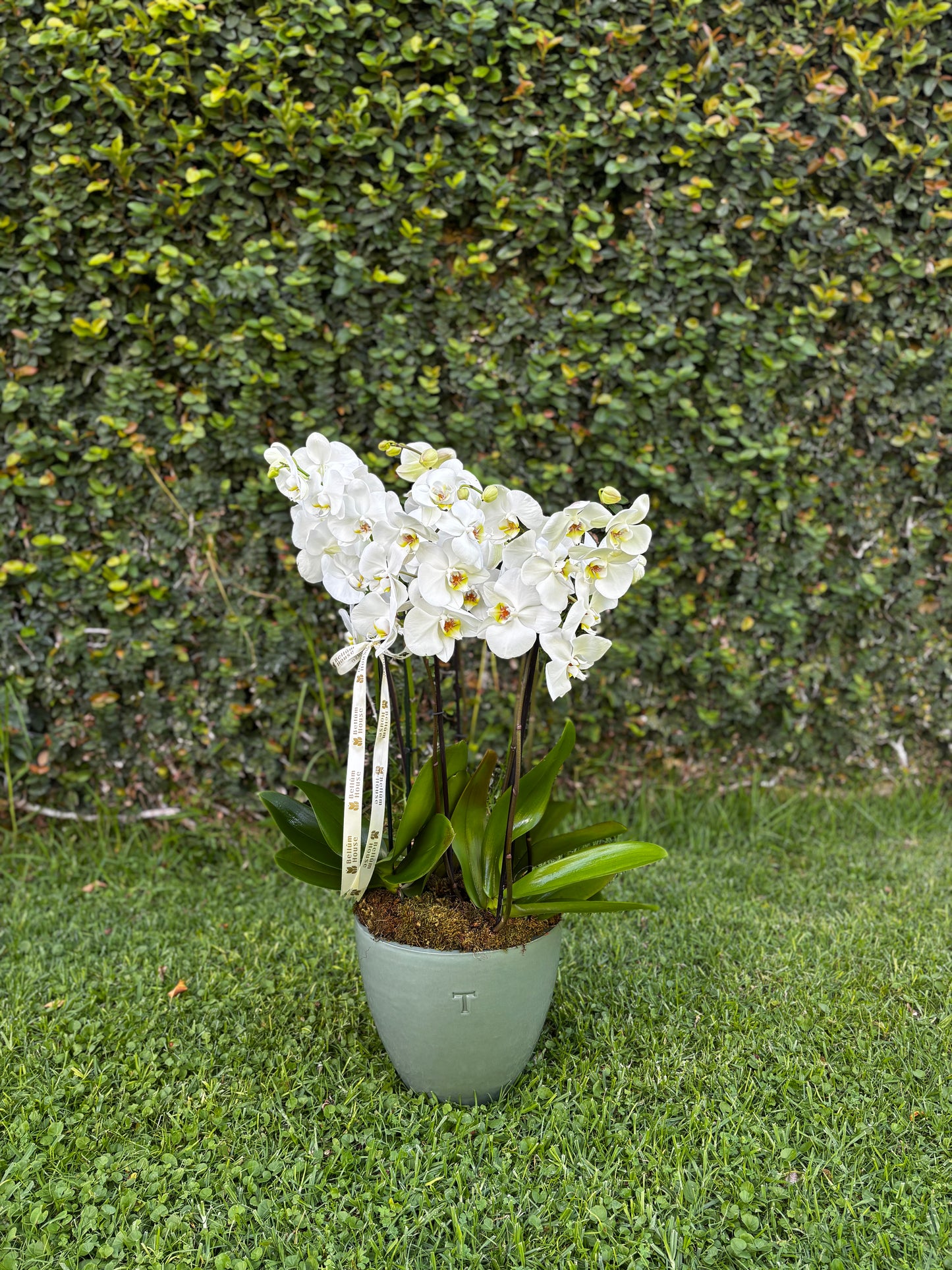 Orquideas Trinitate