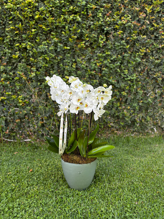 Orquideas Trinitate